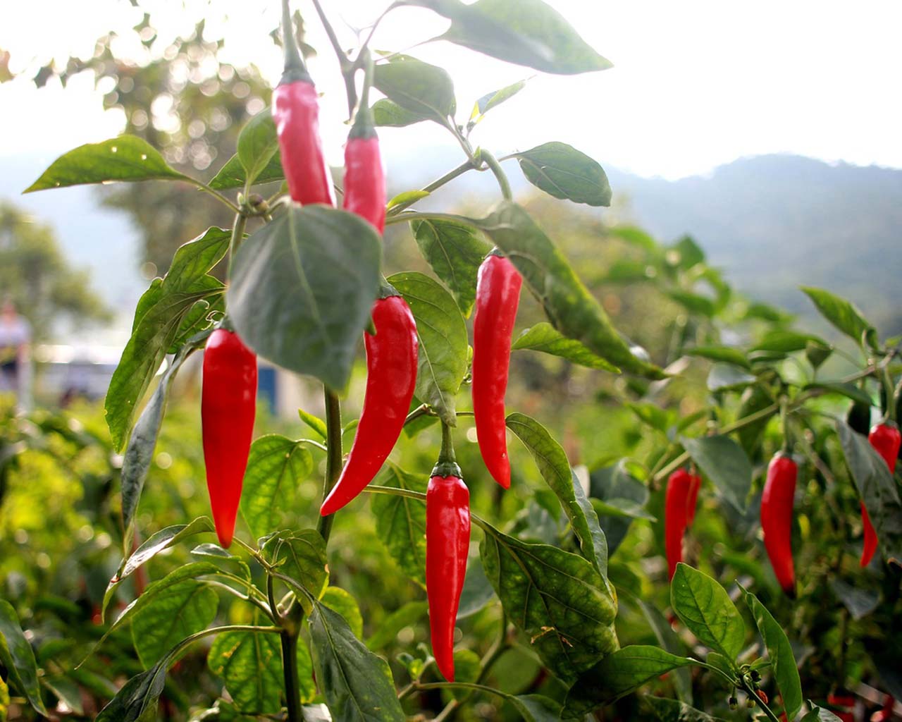 The chemical is chili peppers trick your mouth into thinking it’s being burned.